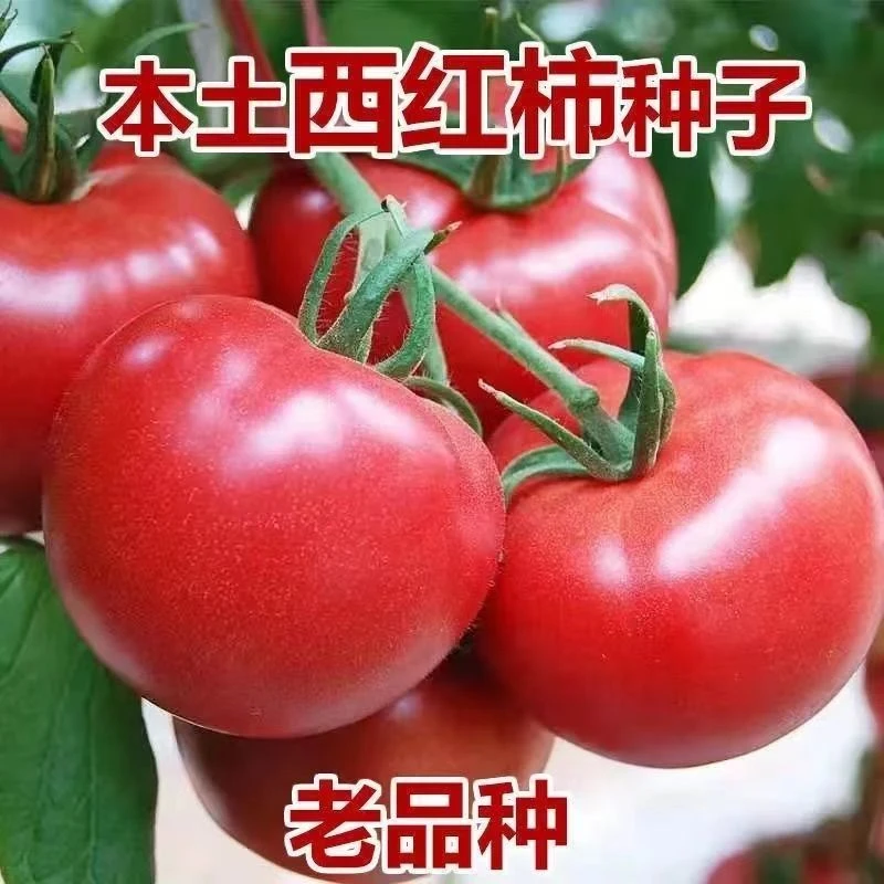 西红柿种子白果强丰番茄老品种大红果沙瓤种籽蔬菜种籽春季菜籽种
