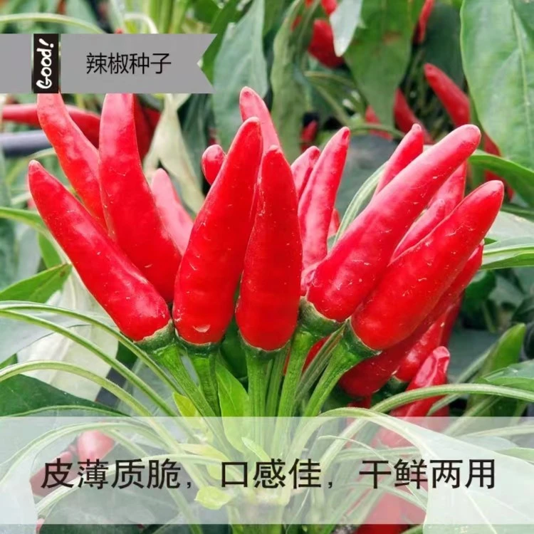 朝天椒种子香辣小米辣椒种籽阳台盆栽四季播种农家朝天尖椒蔬菜籽