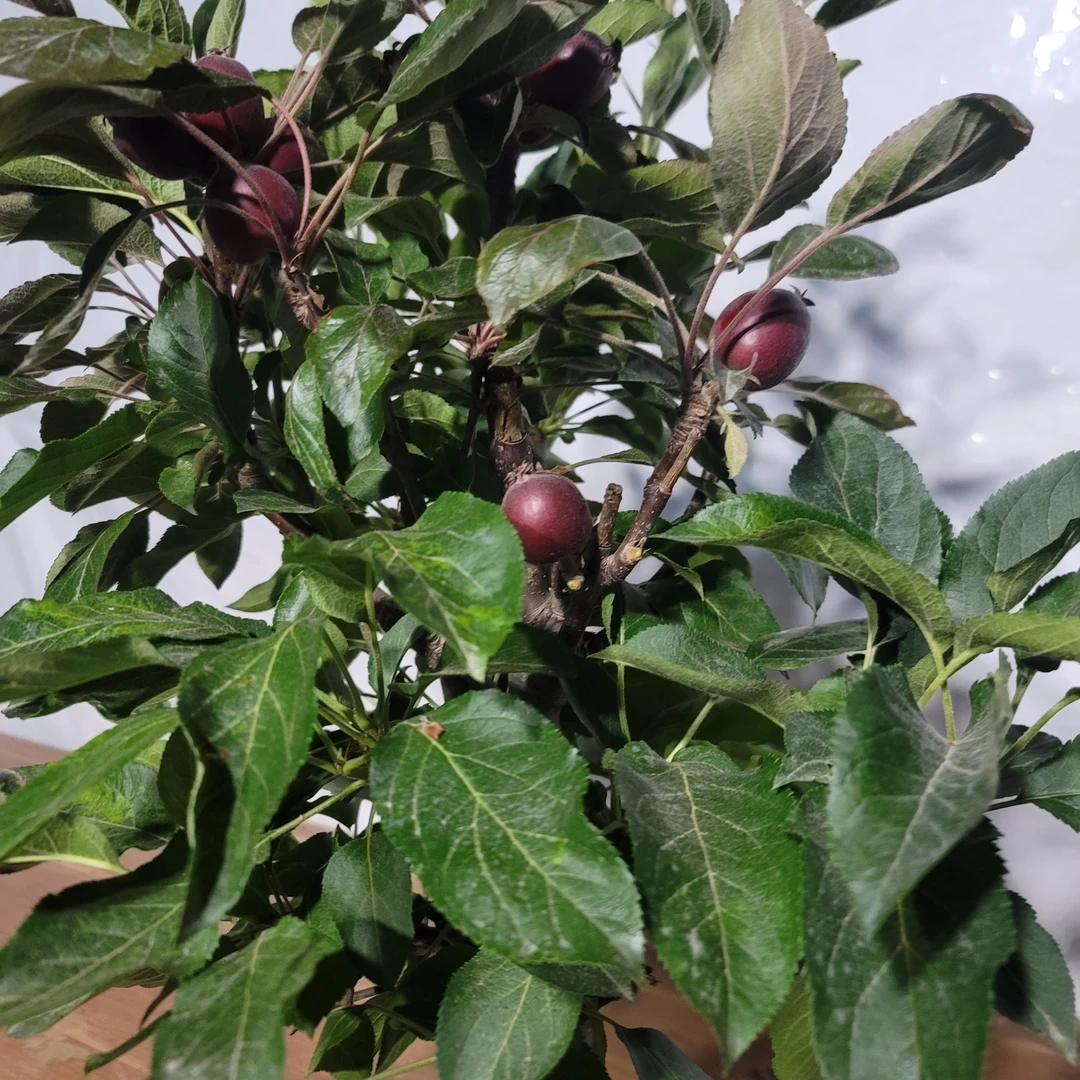 黄金维纳斯红肉苹果盆栽木架