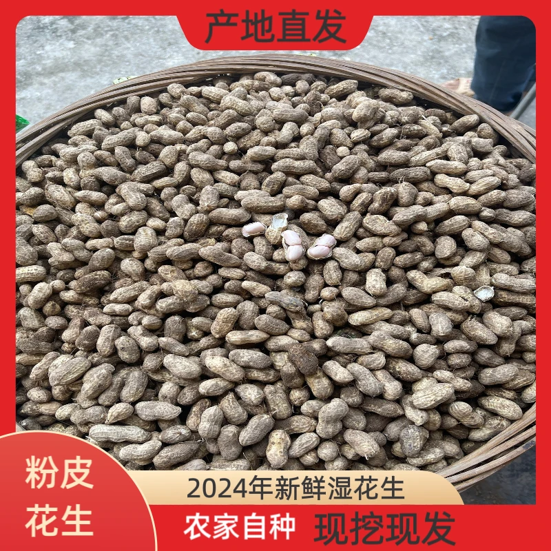 2024年新鲜花生湿花生沙地粉皮花生现挖现发农家自种脆嫩甜大个