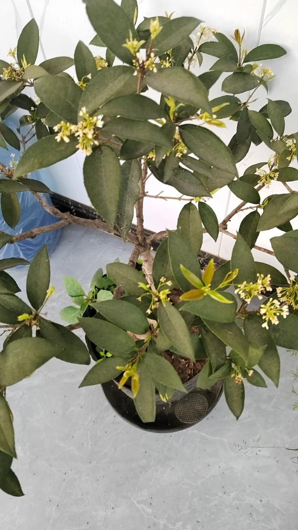 造型流苏盆景桂花五花头