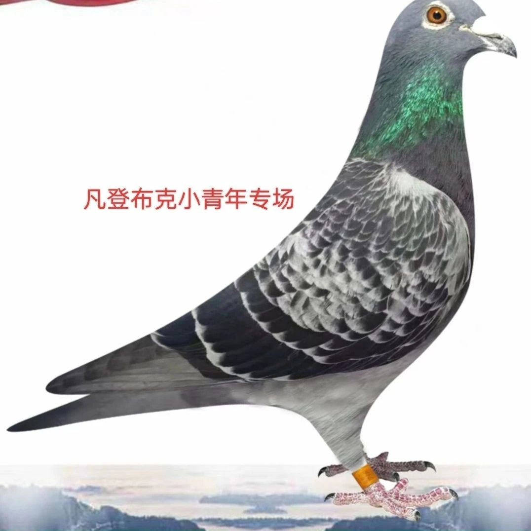 鸽子包活包健康到家二连疫苗以做预防新城疫和呼吸道的