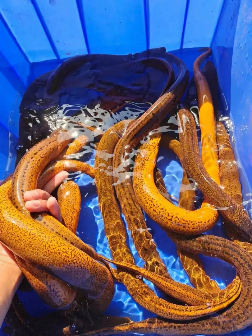 安徽土黄鳝顺丰包邮稻田长鱼鳝丝本地黄鳝活体鳝鱼盘鳝农村野黄鳝