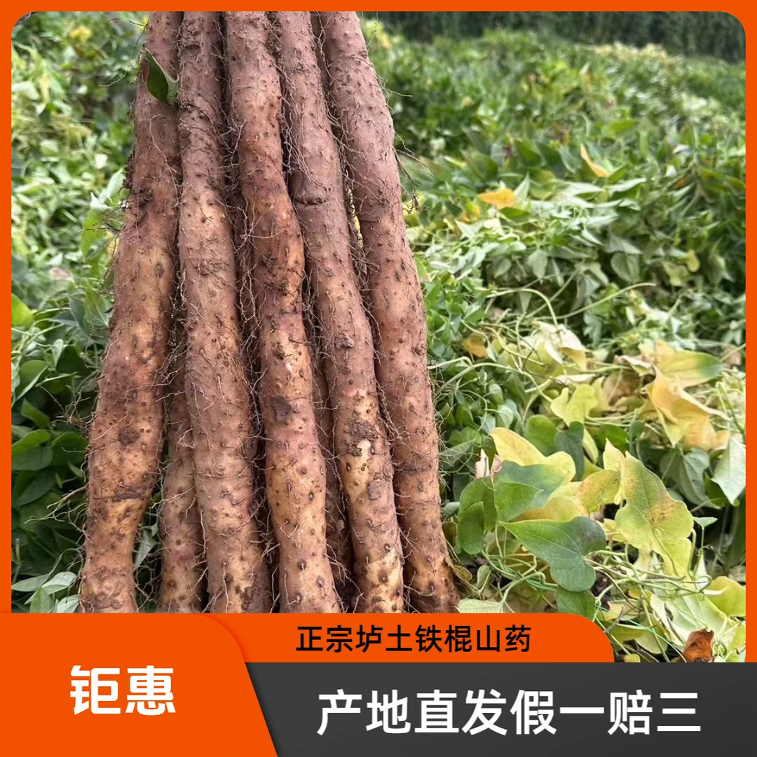 焦作温县垆土铁棍山药3-5斤新鲜原产地软糯营养健康品质种植特产