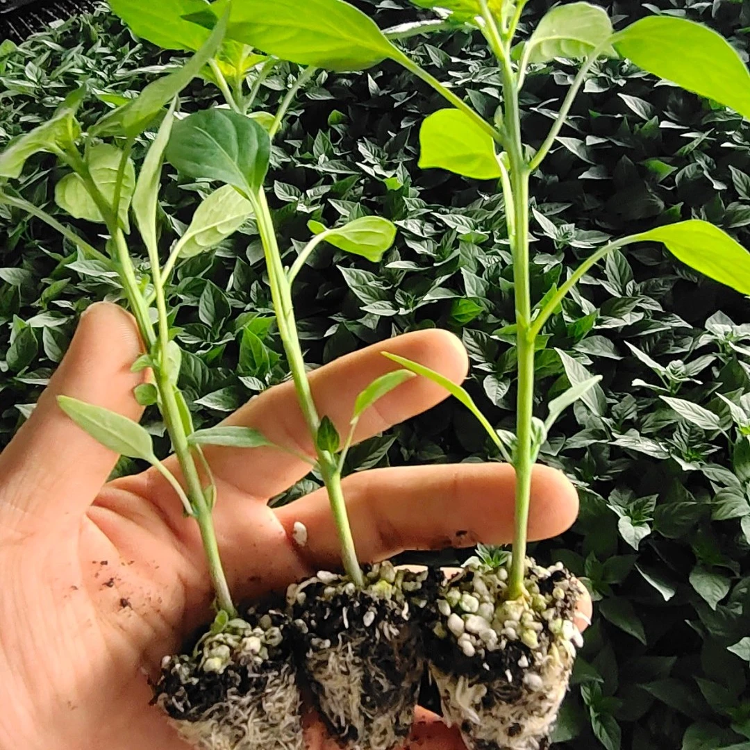 【直播福利】蔬菜苗辣椒苗