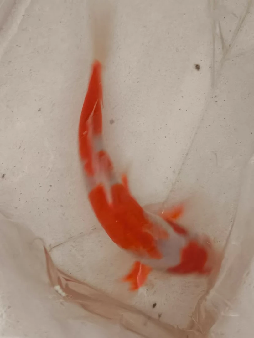 10-16公分6条加备损1条共发7混搭精品锦鲤鱼场直销包邮包活