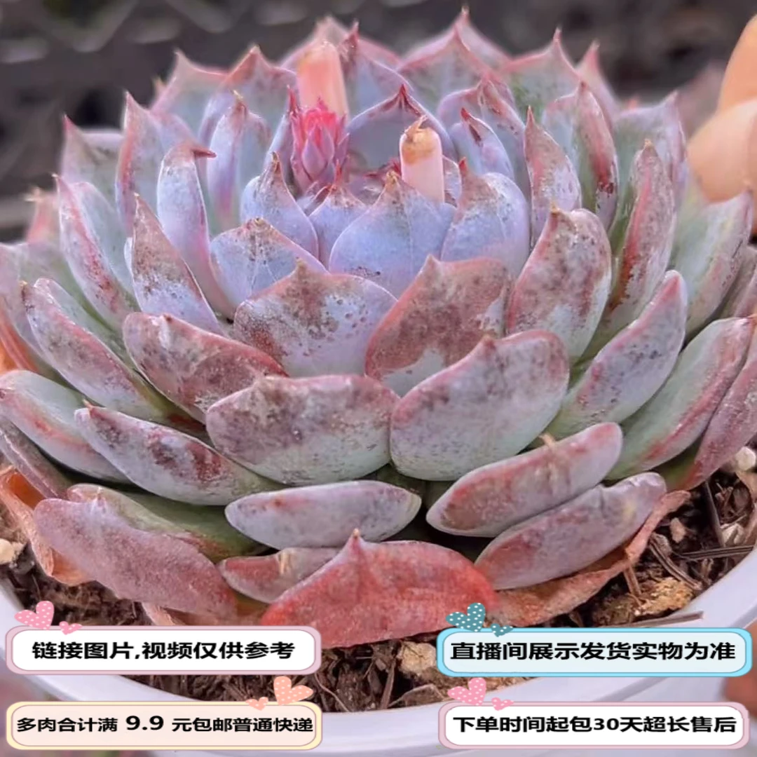 蓝莓（多肉植物）以直播间展示为准云南基地源头直发新手好养