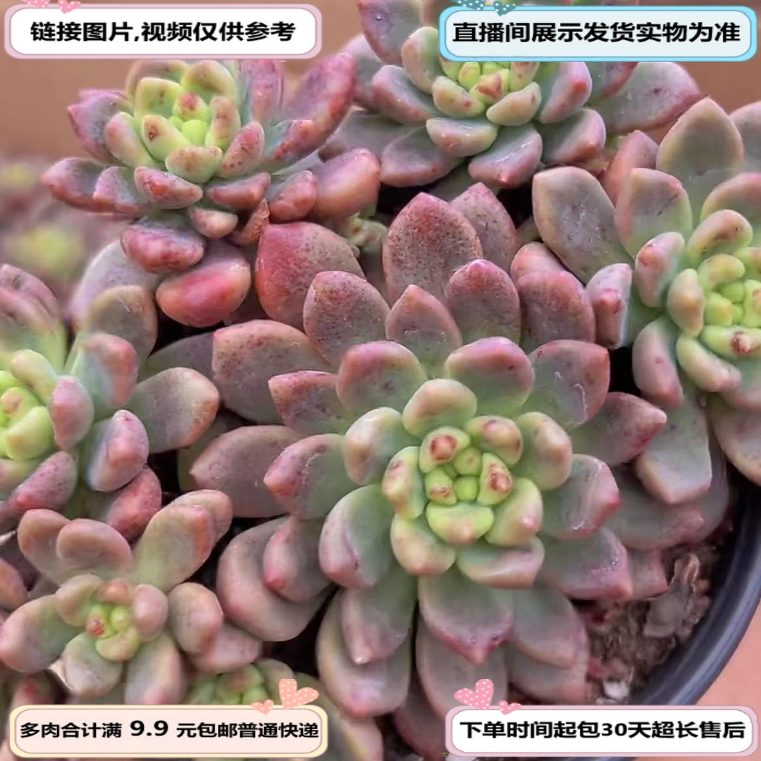 香奈儿（多肉植物）以直播间展示为准云南基地源头直发新手好养