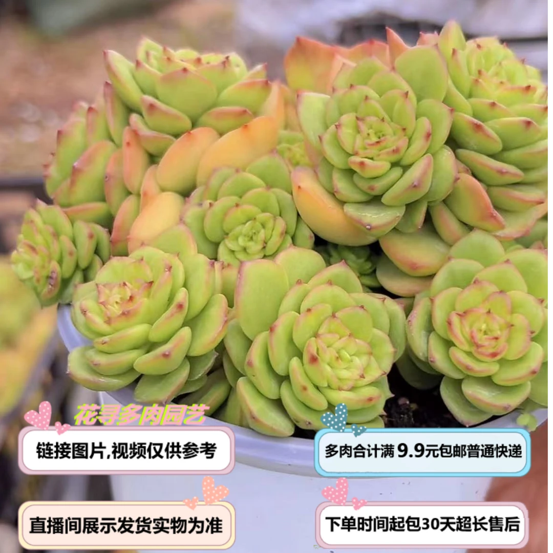 黄金蜡牡丹（多肉植物）以直播间展示为准云南基地源头直发新手好养