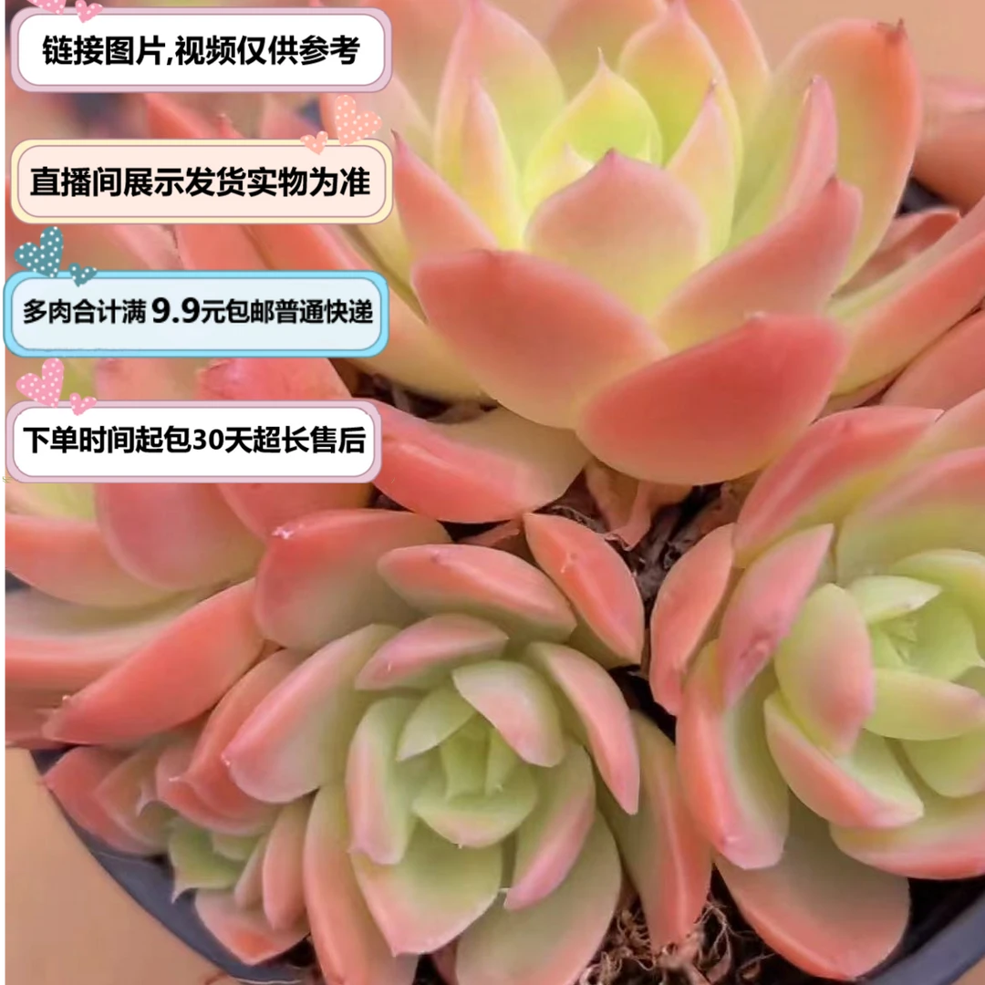 丝绸面纱（多肉植物）以直播间展示为准 云南基地源头直发 新手好养