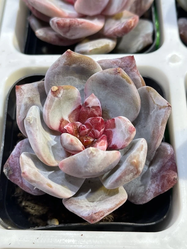 满18包邮 糖心雪天使多肉4棵 脱土发货