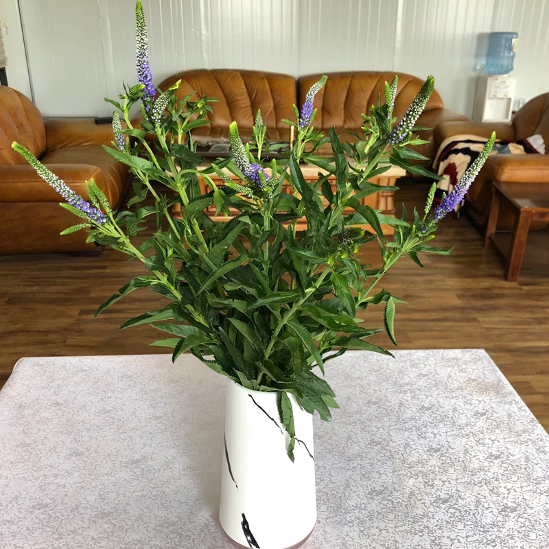 顺丰包邮 鼠尾草鲜花粉色紫色白色云南昆明基地直发插花家用水养