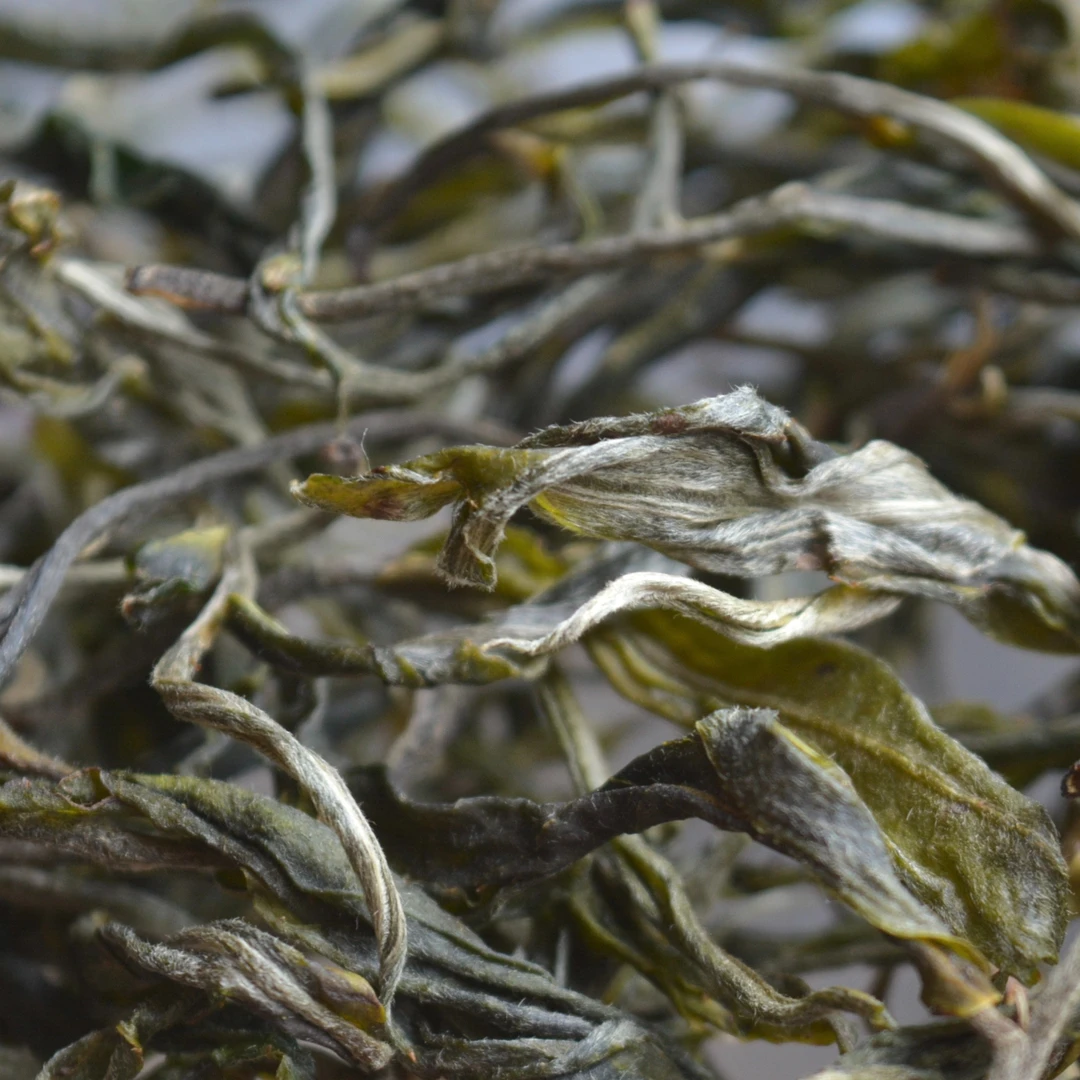 冰岛老寨14号 ：2024年冰岛老寨秋茶大树混采高香高甜