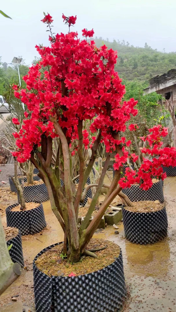 映山红，红花，鸡血红，紫花