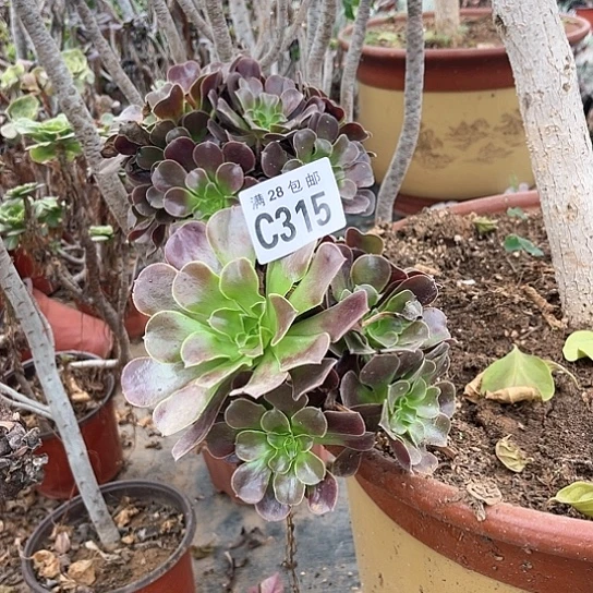 315两个欧紫不包断枝