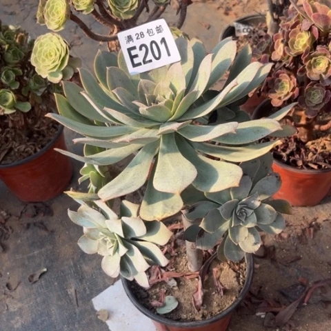201多肉植物粉仙桃