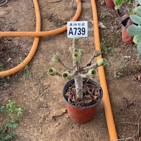 ?****?738多肉植物原始绿色