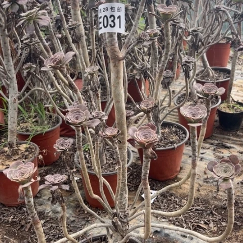 031多肉植物红酒元叶