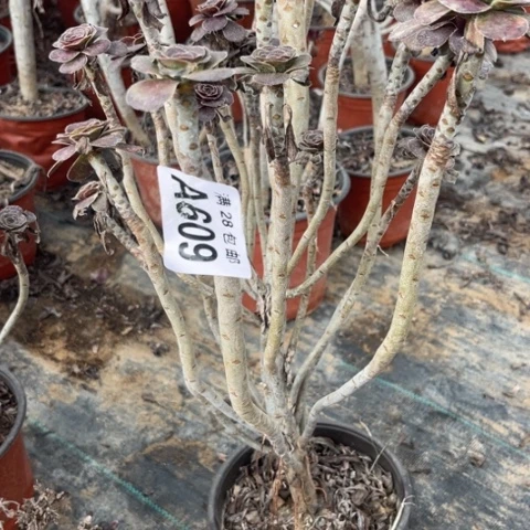 609多肉植物红酒元叶
