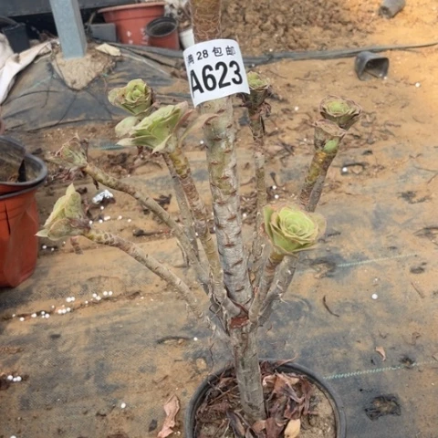 623多肉植物君美丽