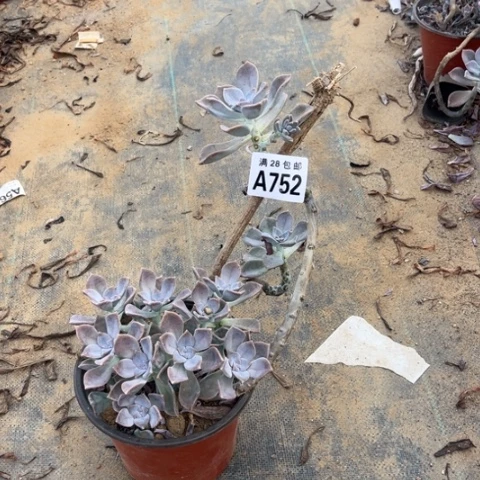 752多肉植物紫乐