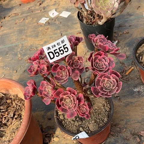 550爱神不包断枝