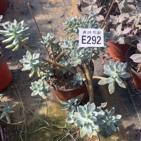 292多肉植物淡雪
