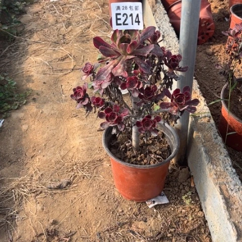 214多肉植物香奈儿