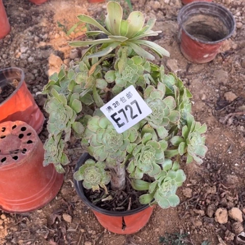 727多肉植物原始绿