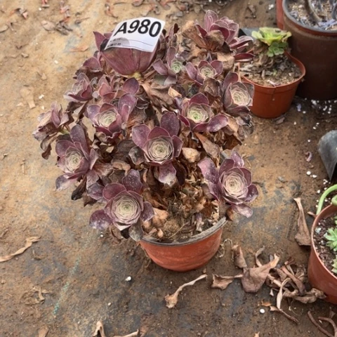 980多肉植物枚金玫瑰