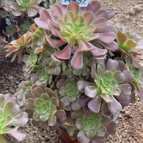 492多肉植物华纳