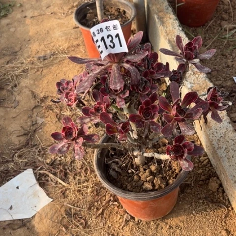 131多肉植物香奈儿
