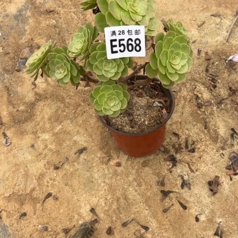 568多肉植物有疤万圣节