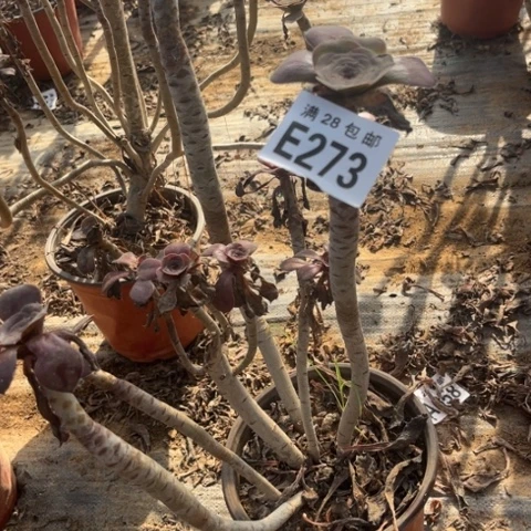 273多肉植物无毒有砍