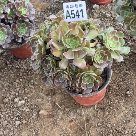 541多肉植物荷兰玫瑰