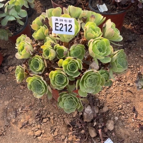 212多肉植物柠檬玫瑰
