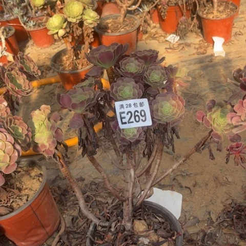 269多肉植物欧紫