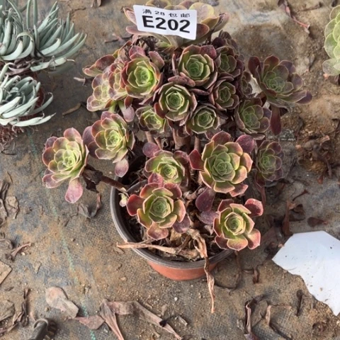 202多肉植物欧嘉莉