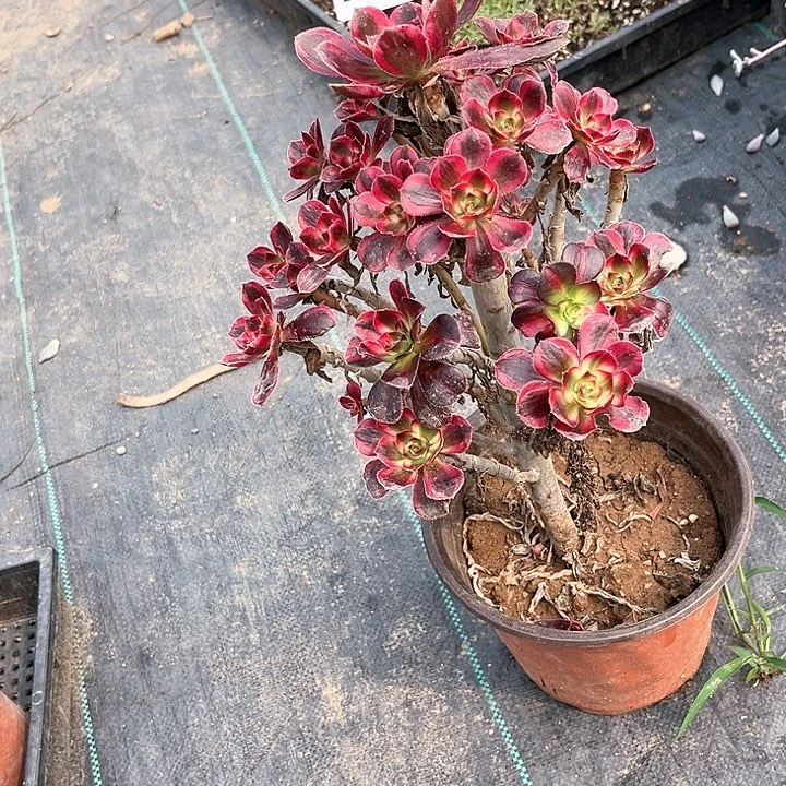 837香香不包断枝