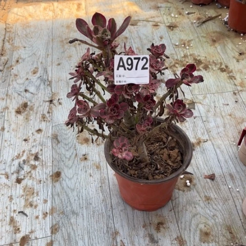 972多肉植物香香