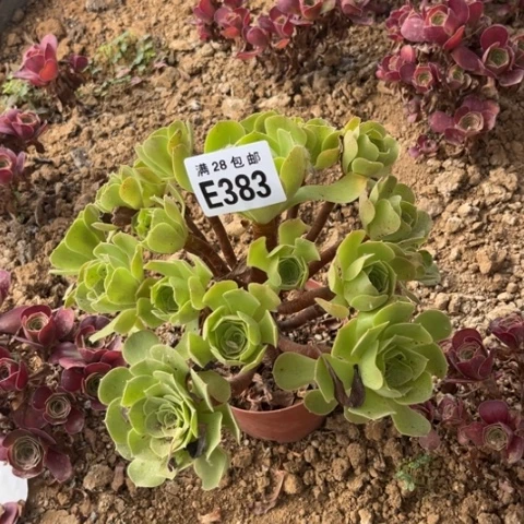 383多肉植物柠檬玫瑰