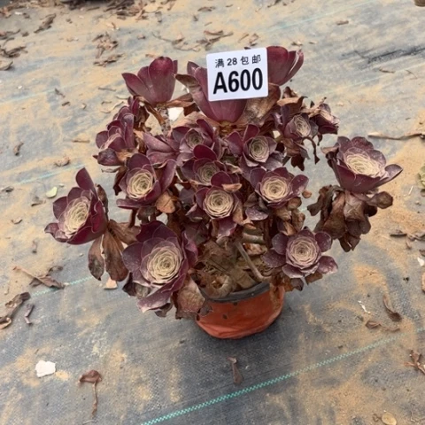 600多肉植物枚金玫瑰