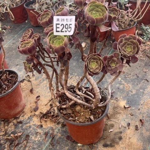 295多肉植物欧紫有疤