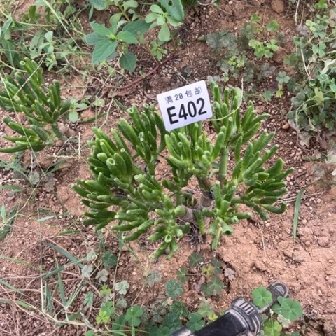 402多肉植物吸财树