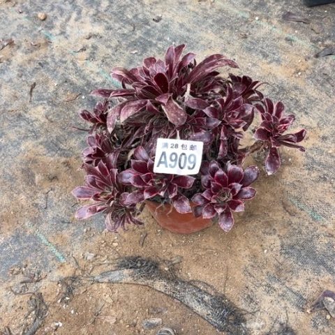 909孔雀锦不包断枝