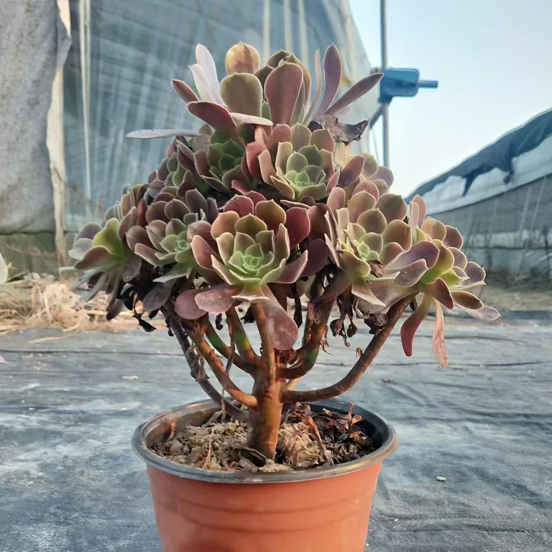 多肉植物法师老桩 欧佳丽一圈侧芽手捧花 冠幅25公分 法师锦