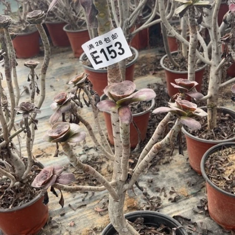 153多肉植物无毒