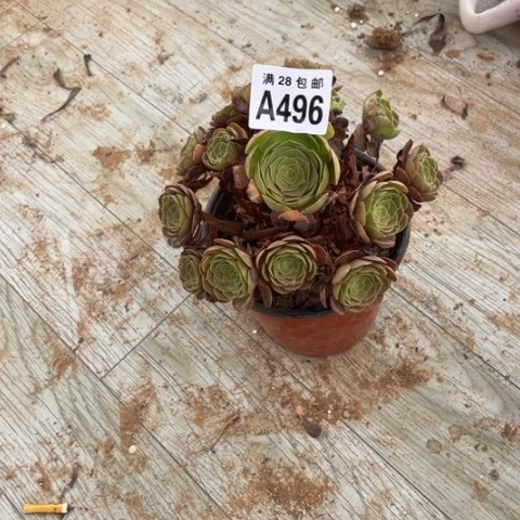 496多肉植物万圣节