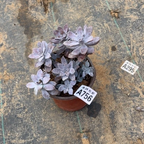 756多肉植物华丽风车
