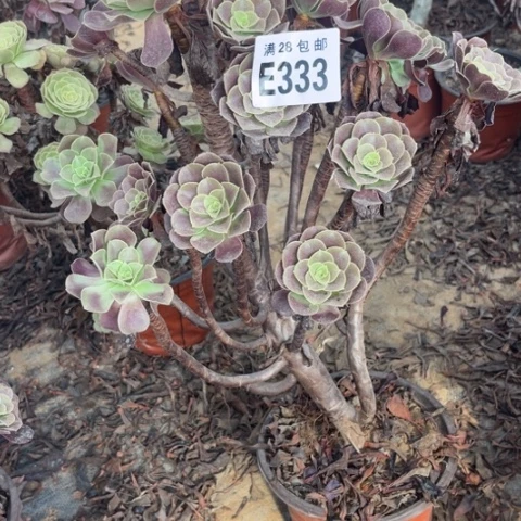 333多肉植物欧紫